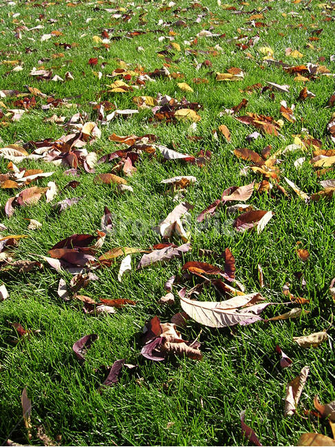 잔디,낙엽,잎새,가을,계절,가을,계절,fall,autumn,season,ground,바닥,grass,plant,식물,leaf,잎
