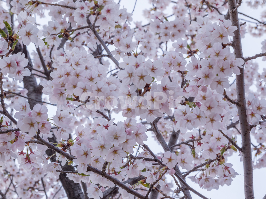 cherryblossom,벚꽃,flower,꽃,plant,식물