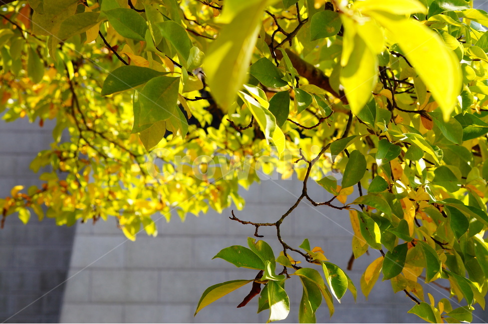 단풍,가을,풍경,빛,해,나무,식물,자연,plants,nature,꽃,flower
