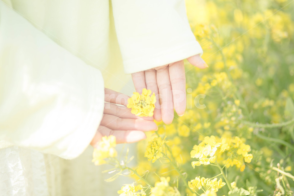 유채꽃,봄,노랑,꽃,인물,손가락,손,옷,레이스,감성사진,식물,여유,차분함,꽃놀이,꽃밭,소풍,여자,설레임,flower,girl,spring,throbbing,finger,봄,계절,spring,season,식물,자연,plants,nature,꽃,flower,사람,인물,인간,human,person,신체일부,몸,body,감성,sensible,feeling,휴식,힐링,rest,relaxation,healing,색깔,색상,색채,색감,color sense,color sensitivity,feeling of color,plant,hand