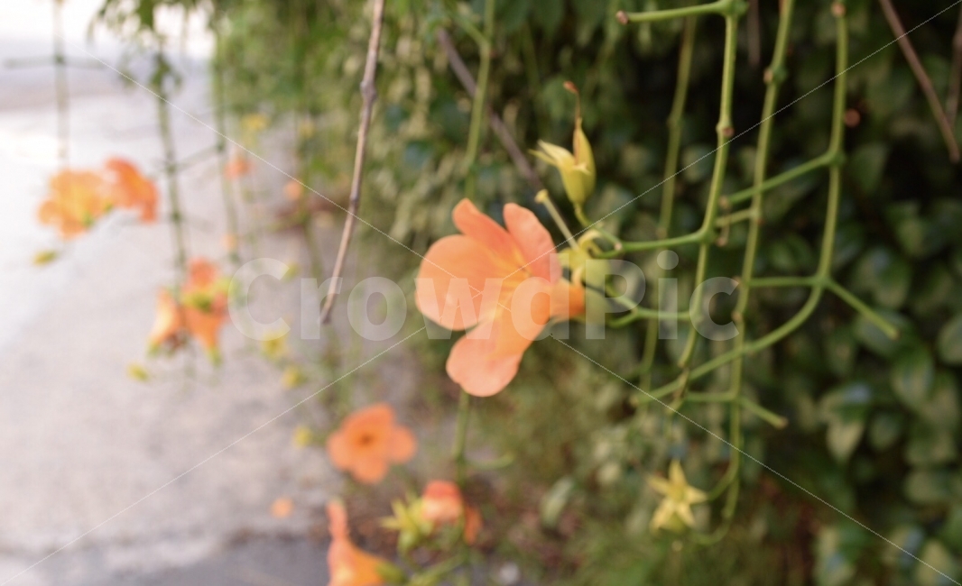 road,jacaranda,On the way to school,flower,morning