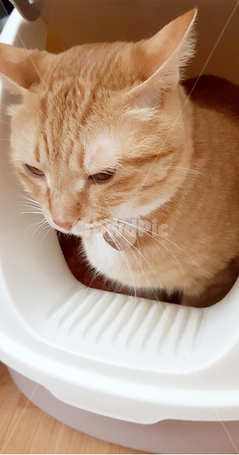 고양이,치즈태비,cat,pet,반려묘,반려동물,애완동물,화장실,고양이화장실