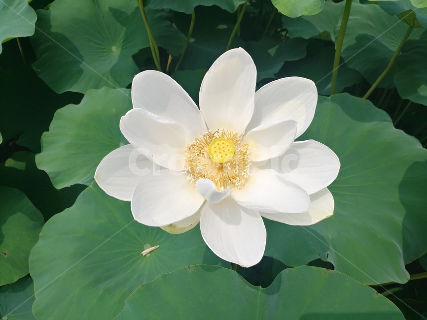 연꽃,꽃,관곡지,식물,흰색,화이트,flower,plant