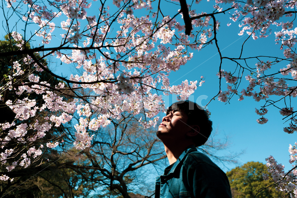 봄,꽃,벚꽃,꽃놀이,공원,봄,계절,spring,season,사람,인물,인간,human,person,남성,남자,man,male,감성,sensible,feeling,plant,식물,blossom,flower