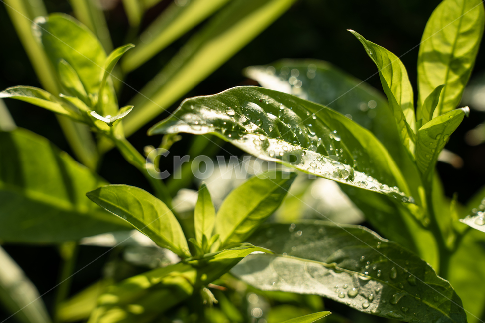 식물,botanical,자연,plant,nature