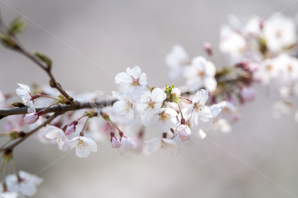 벚꽃,봄,사쿠라,벚꽃나무,꽃,봄꽃,봄,계절,spring,season,식물,자연,plants,nature,꽃,flower,plant,blossom