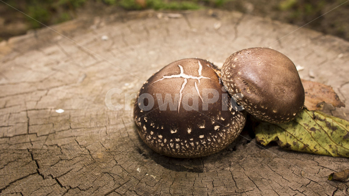 버섯,가을,포근함,나무,자연,버섯,mushroom