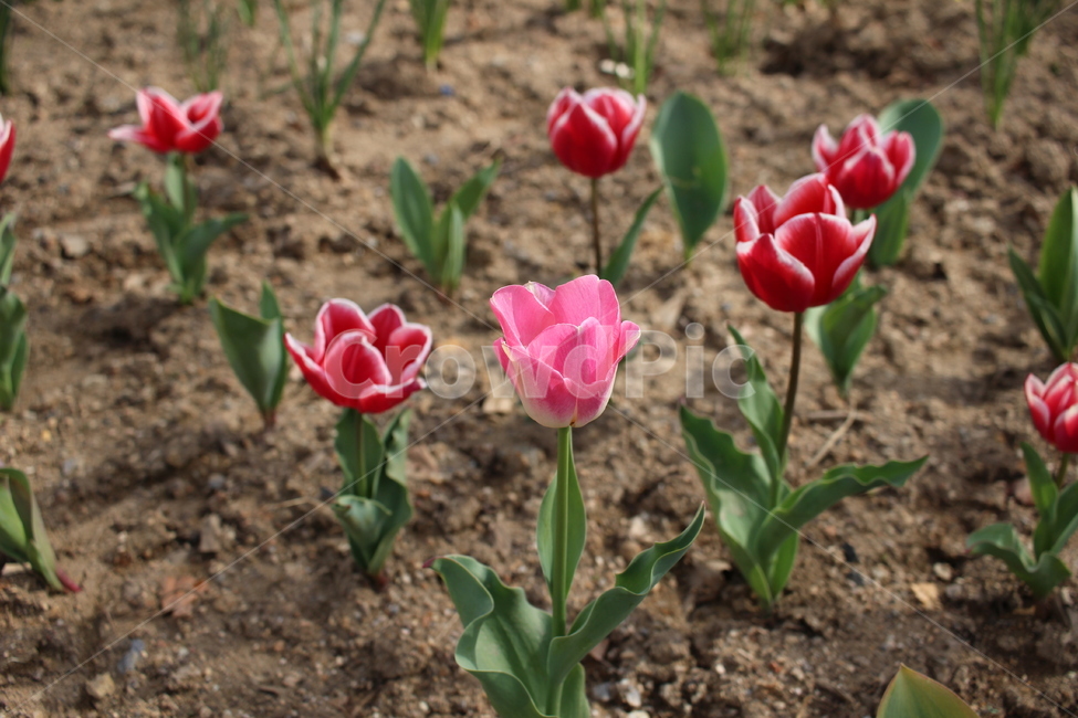 꽃,산책,풍경,봄,spring,flower,tulip,cherryblossom,stroll,park