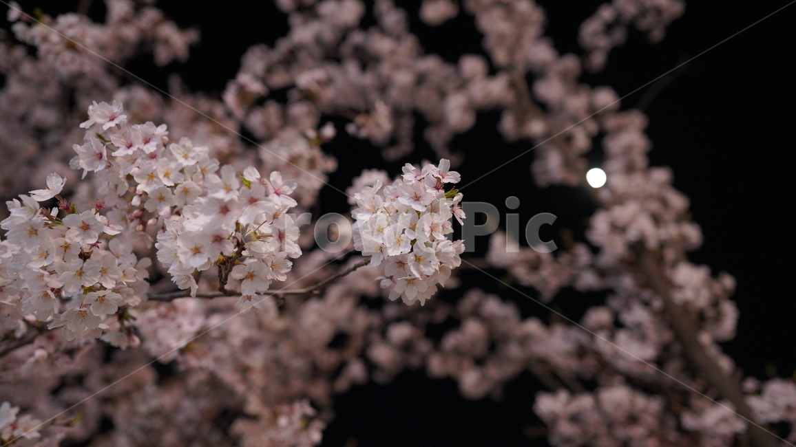 벚꽃,봄,만개,꽃잎,밤,가로등,저녁,어두운,핑크,꽃,blossom,나무,cherryblossom,flower,식물,빛
