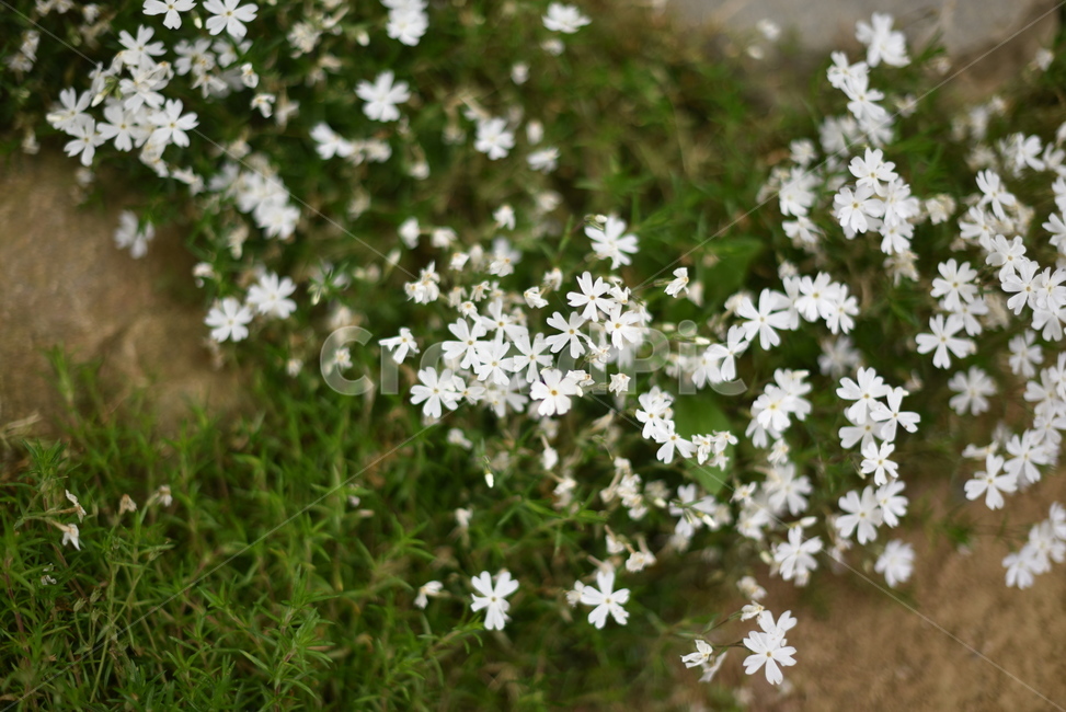 식물,꽃,flower,야생화,들판,식물,자연,plants,nature,꽃,flower
