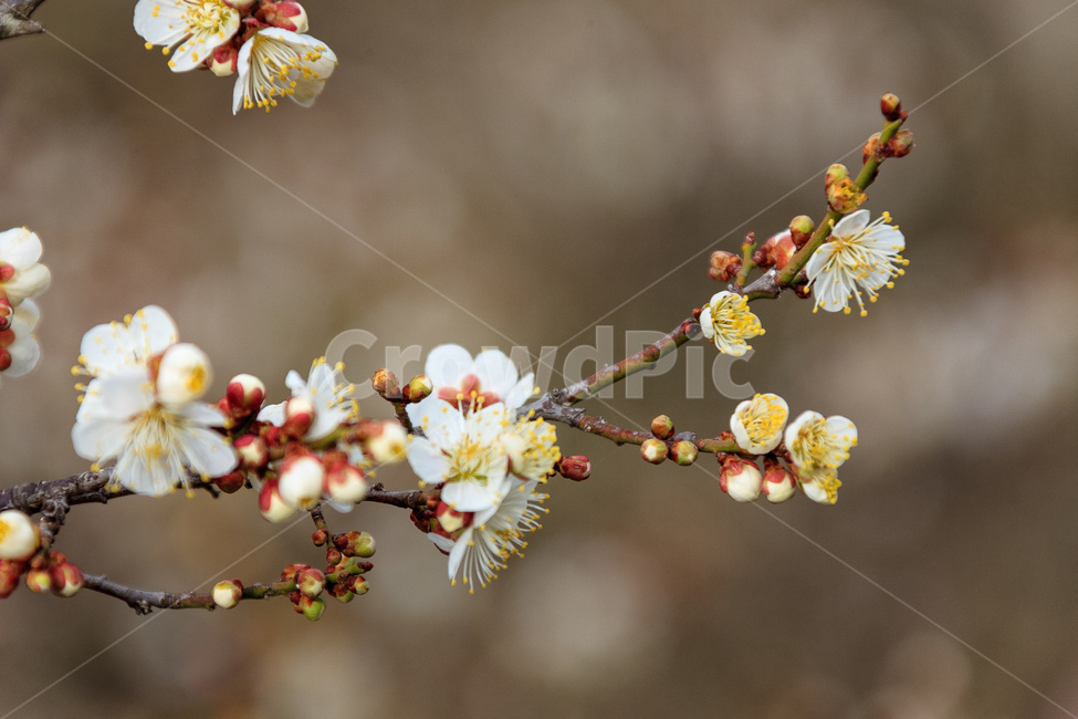 매화,식물,꽃,봄,꽃들,꽃잎,봄,계절,spring,season,식물,자연,plants,nature,꽃,flower,plant