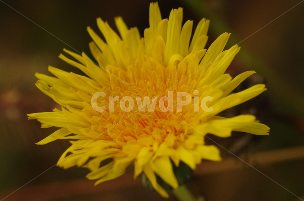 꽃,민들레,가을,노랑,노란,flower,dandelion,yellow,autumn,fall,beauty,petal,blossom,bloom감성,자연,계절,접사,매크로,클로즈업,확대