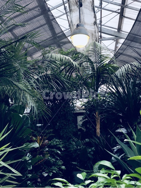 온실,식물,양재동,초록,양재동화훼공판장,식물,자연,plants,nature