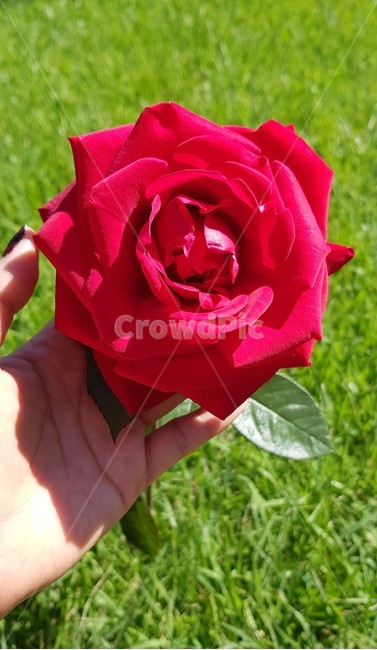 장미,꽃,장미한송이,식물,잔디,붉은꽃,꽃,flower