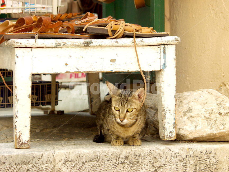 고양이,테이블,신발,cat,table,shoe,animal,반려동물,동물,animal,포유류,mammal,고양이,cat,kitten,kitty