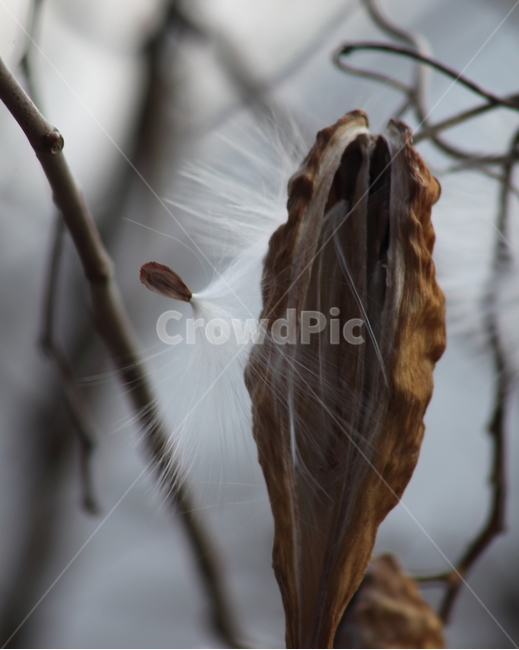 박주가리,씨앗,종자,식물,seed,식물,자연,plants,nature