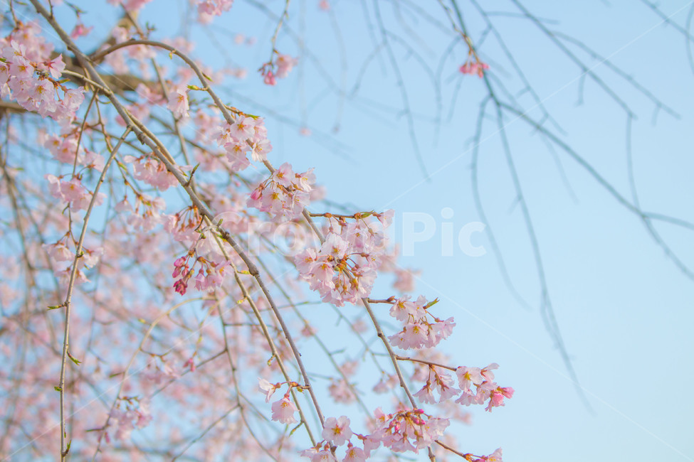 봄,분홍,벚꽃,벚나무,spring,pink,flower,cherryblossom