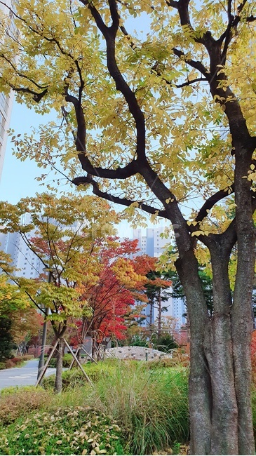 tree,나무,plant,식물,treetrunk,나무줄기,가을