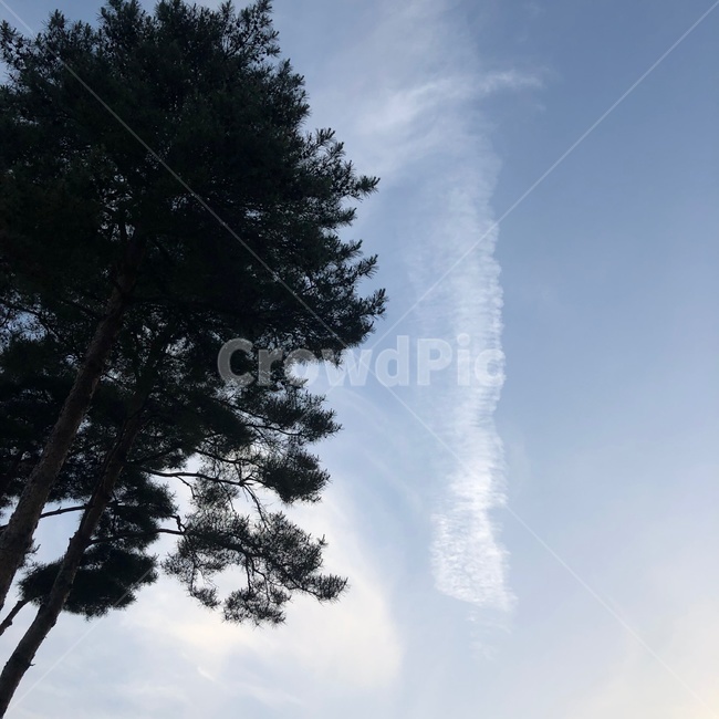 tree,나무,plant,식물,fir,전나무,대낮,구름,하늘