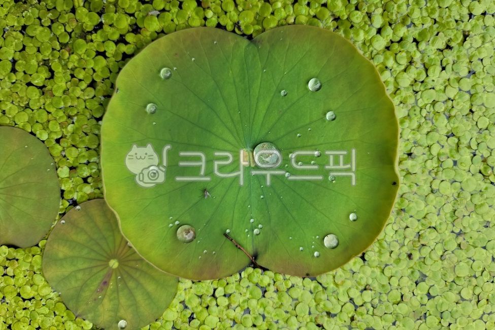 개구리밥,부평초,여러해살이풀,천남성과,녹빈,창빈,연,연꽃,식물,flower,연잎,연두,잎,하엽,연엽,물방울