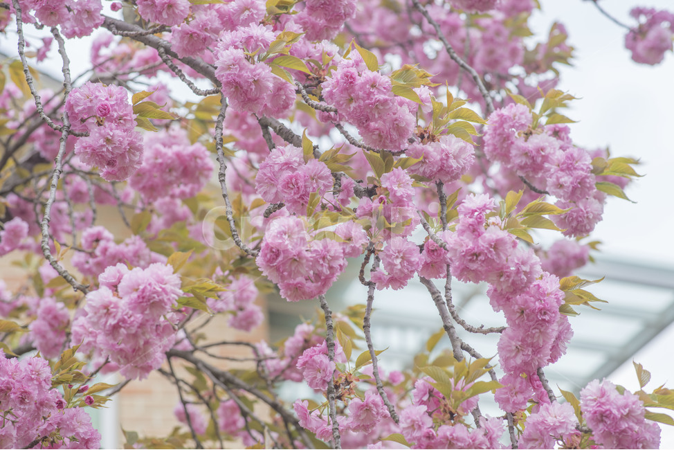 봄,꽃,봄꽃,겹벚꽃,분홍,핑크,식물,자연,plants,nature,꽃,flower