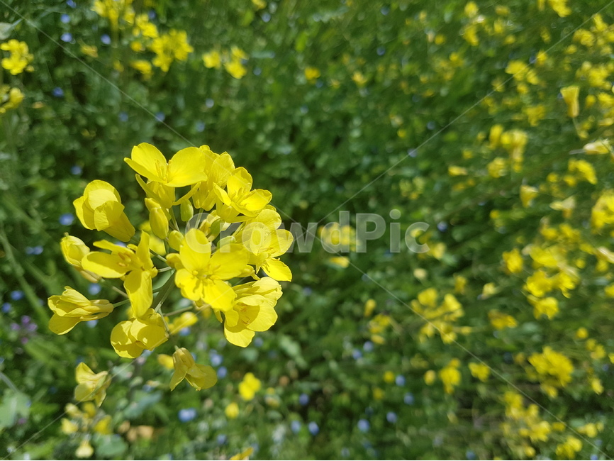 유채꽃,노란색,식물,꽃,초록색,자연,실외,자연스러운,식물,자연,plants,nature,꽃,flower