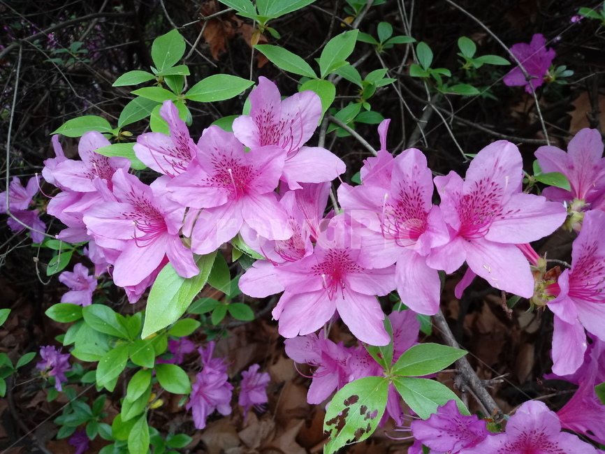 철쭉,smilerosebay,진달래과,식물,봄꽃,개꽃나무,springseasonflower,척촉화,낙엽관목,관상용