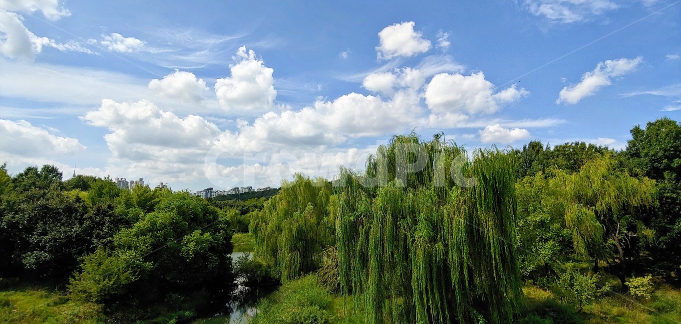 tree,나무,plant,식물,nature,outdoors,옥외,자연,서울숲,풍경