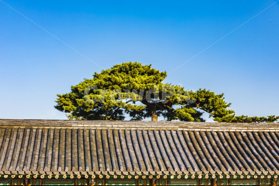 고궁,창경궁,문화유산,지붕,기와,전통가옥,소나무,단청,채색,문화재,한국전통,한국문화,korean traditional,korean culture,건축물,건물외관,exterior,building,structure,architecture,construction