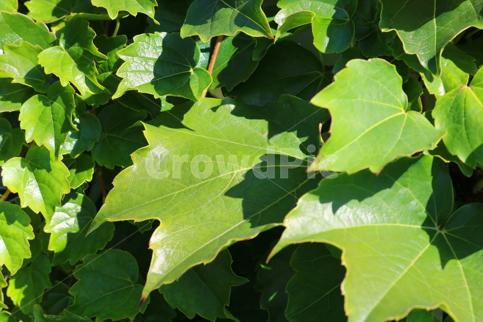 담쟁이덩굴,덩굴,식물,포도과,나무,자연,풍경,넝쿨,담쟁이,식물,자연,plants,nature