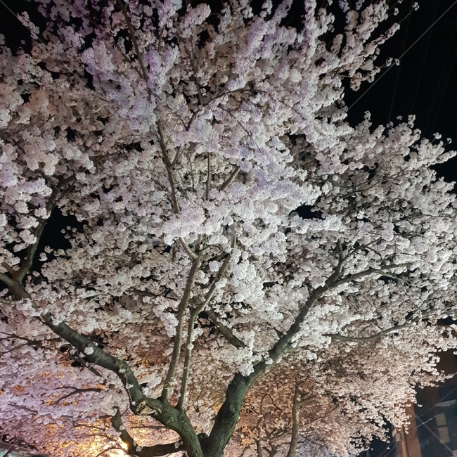 벛꽃,봄,꽃,야경,핑크,밤,나무,봄,계절,spring,season,야경,밤,풍경,nightscape,night,landscape,plant,식물