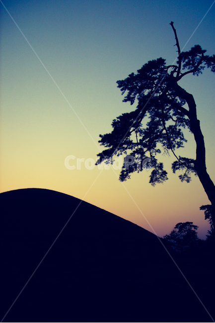 소나무,그림자,자연,nature,field,역광,sunset,실루엣