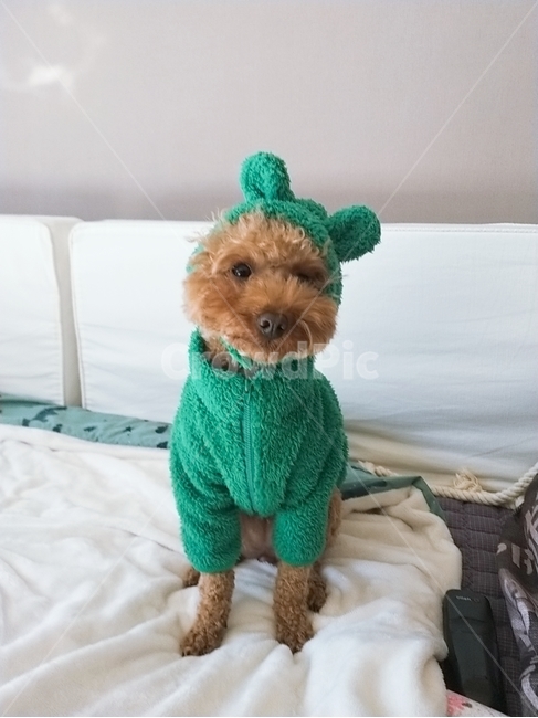 귀여운강아지,토이푸들,옷입은강아지,강아지,게구리옷