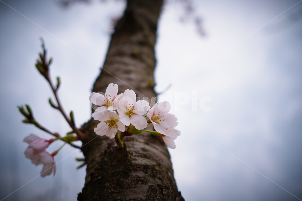 식물,벚꽃,아련함,봄,차분함,꽃,flower