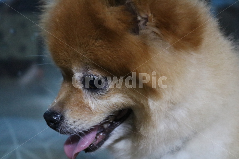 강아지,포메라니안,dog,puppy,곰돌이컷,포메라이언,adog,cute,adorable,active,animal,play,playwithdog,pomeranian,귀여운,사랑스러운,개,활기찬,행복한,동물,반려견,포유류,mammal,doggy,동물,animal,포유류,mammal,개,강아지,dog,doggy