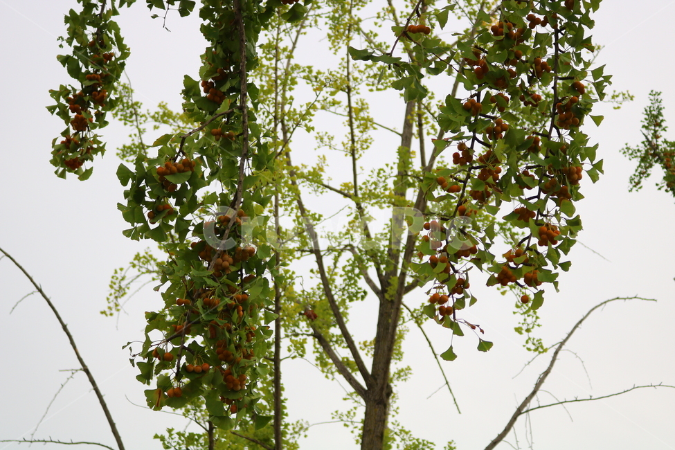 은행,은행나무,열매,나무,자연,식물,낙엽교목,나뭇잎,간식,음식,나무,trees,wood