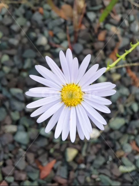데이지,flower,꽃,daisy,blossom,식물,plant