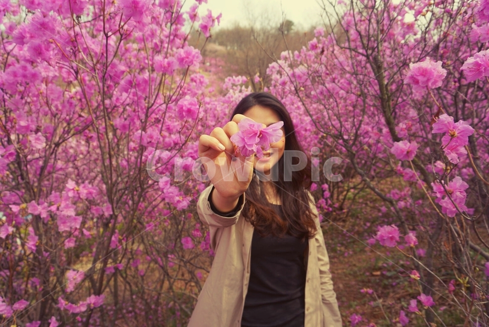 진달래꽃밭,꽃,꽃밭,진달래,풍경,flower,꽃밭에서,꽃나무