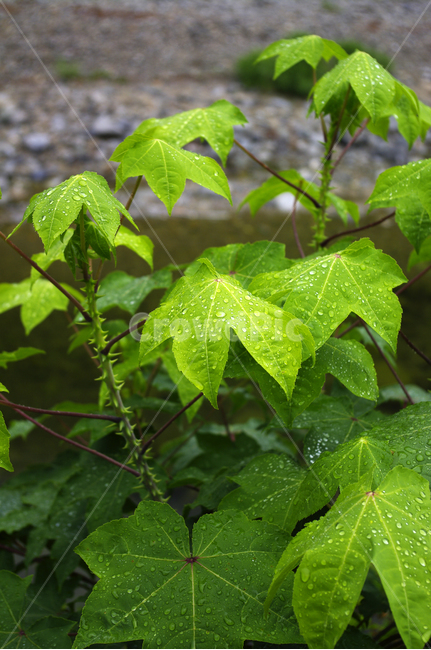 잎,초록,물방울,식물,plant,식물,자연,plants,nature