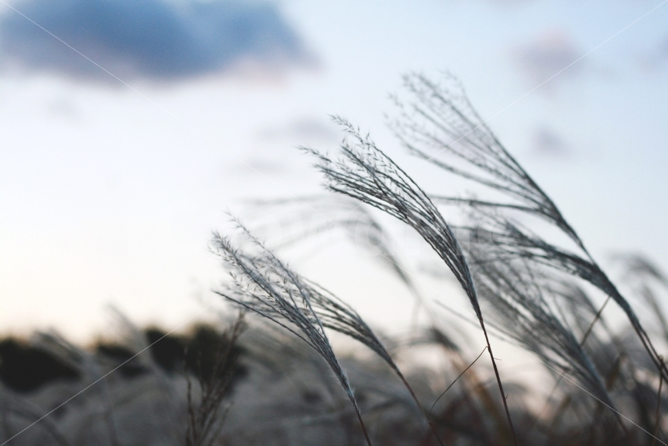 가을,바람,하늘,갈대,풍경,식물,가을,계절,fall,autumn,season,식물,자연,plants,nature,감성,sensible,feeling,grass,잔디,plant,lawn