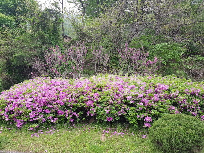 나무,조경,하늘,공원,녹색,식물,자연,plants,nature,꽃,flower