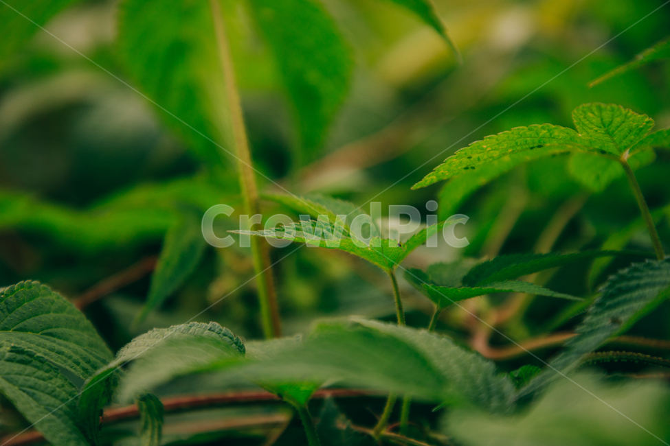 초록,풀,자연,잎,잎파리,식물,자연,plants,nature