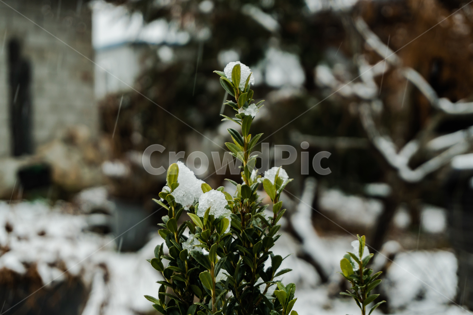 눈꽃,겨울꽃,겨울,혹한,식물,겨울나무,winter,snow,flower,겨울,계절,winter,season,비,비오는날,rain,rainy