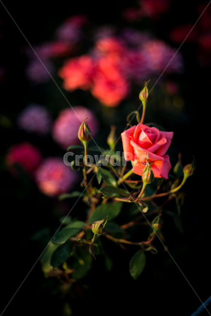 꽃,장미,붉은꽃,붉은장미,빨간장미,식물,자연,plants,nature,꽃,flower
