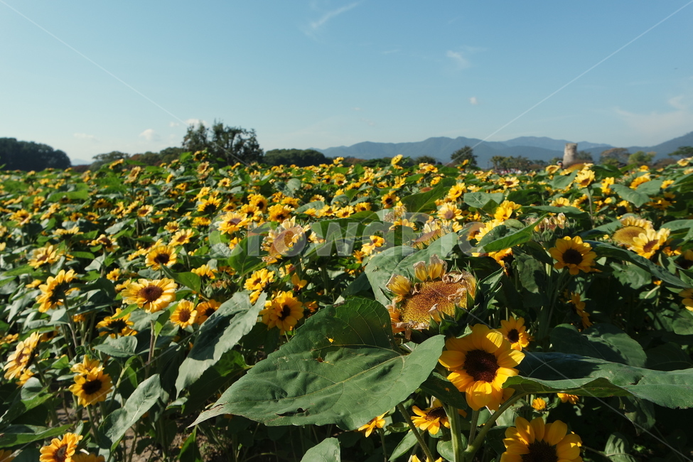 해바라기,sunflower,꽃,하늘,풍경,자연,여름,경주,해바라기밭,flower,blossom