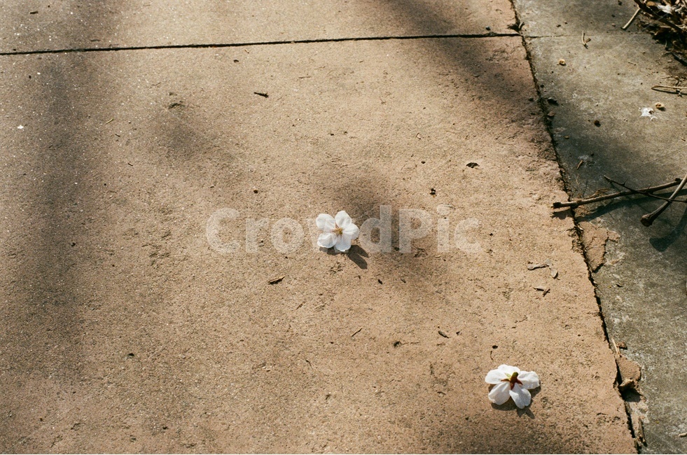 벚꽃,봄,땅,벚꽃잎,cherryblossom,spring,springflower,flower,꽃,떨어진,fallenflower,fallencherryblossom,ground,필름사진,감성사진,filmphotography,film,sakura,봄,계절,spring,season,식물,자연,plants,nature,꽃,flower