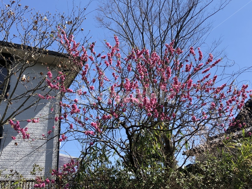 자연,봄,꽃,하늘,풍경,spring,식물,자연,plants,nature,꽃,flower