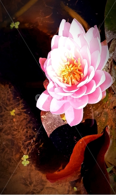 flower,꽃,연꽃,물,lotus,lotusleaf,핑크,pink,식물,자연,plants,nature,꽃,flower