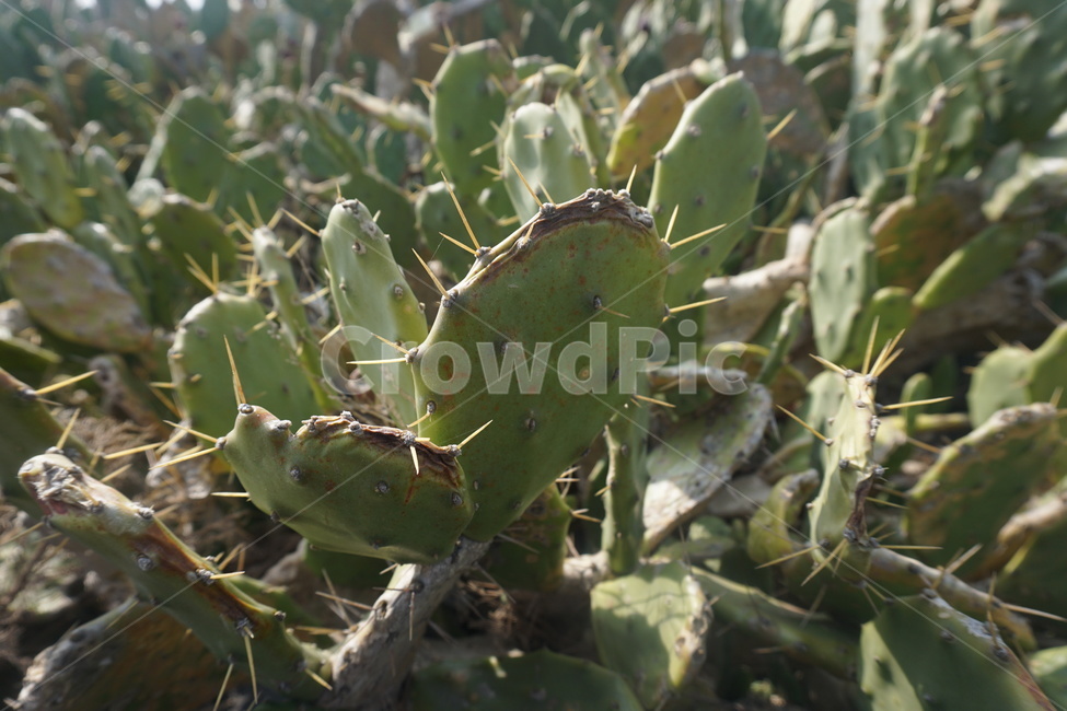 plant,식물,선인장,군락,가시,식물,자연,plants,nature