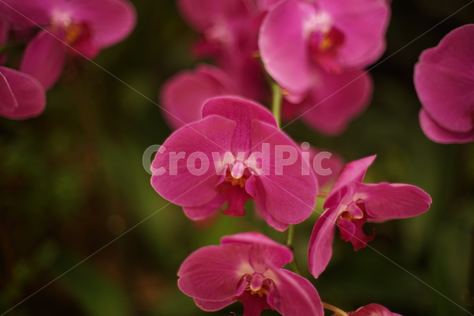 생화,조화,빨간색,꽃,수동렌즈,식물,자연,plants,nature,꽃,flower